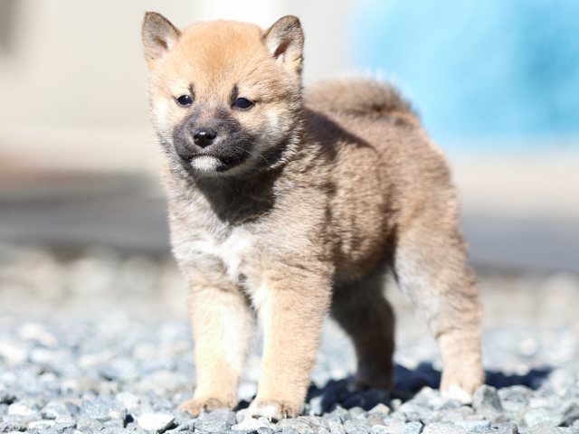 FP5A2417-shibainu