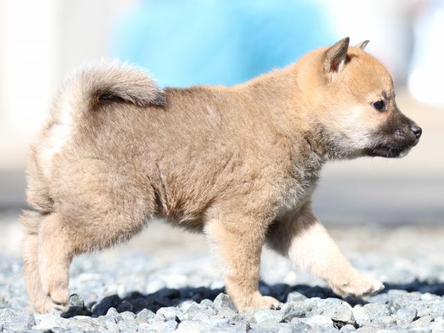 FP5A2453-puupy1-shibainu