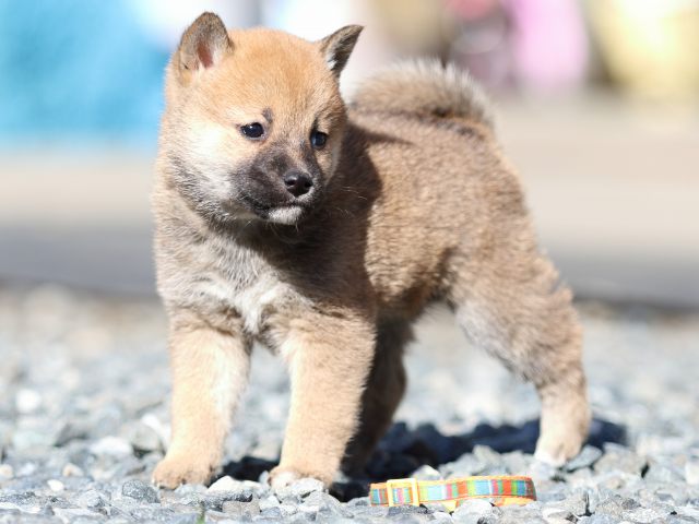 FP5A2466-puupy1-shibainu