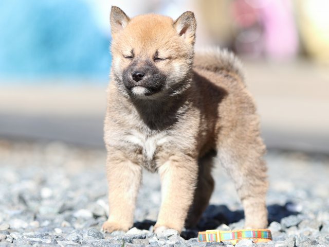 FP5A2474-puupy1-shibainu