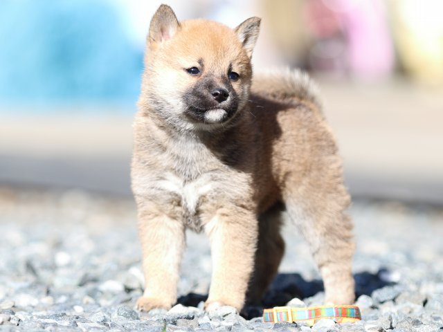 FP5A2480-puupy1-shibainu