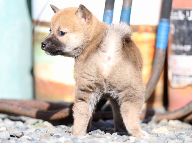 FP5A2505-puupy1-shibainu