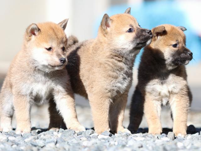 FP5A2546-puupy1-shibainu