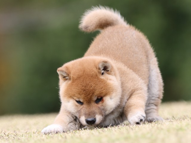 FP5A9355-puupy1-shibainu