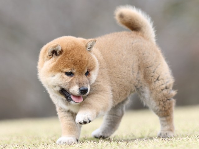 FP5A9364-puupy1-shibainu