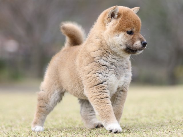 FP5A9385-puupy1-shibainu