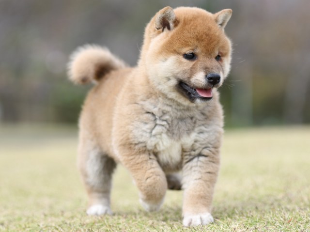 FP5A9387-puupy1-shibainu