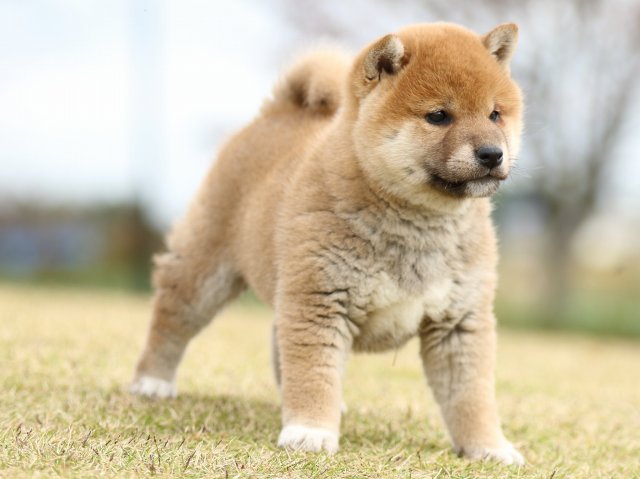 FP5A9400-puupy1-shibainu