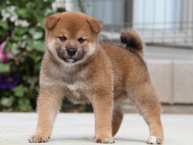 IMG_1627-shibainu-puppy