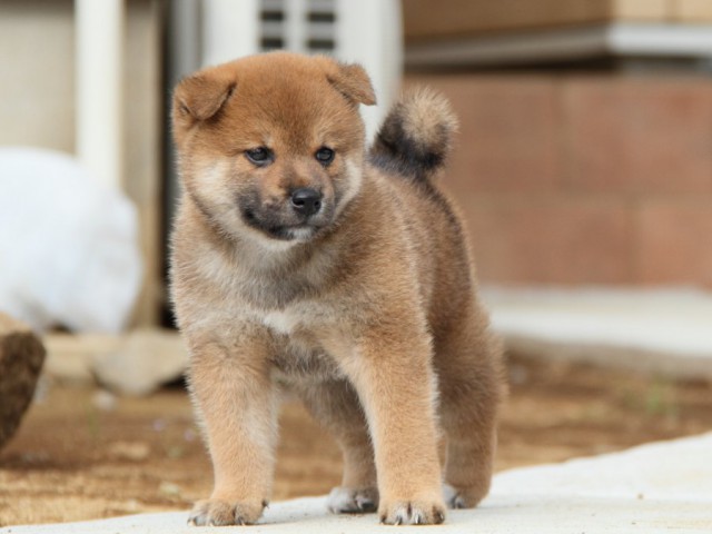 IMG_1642-shibainu-puppy