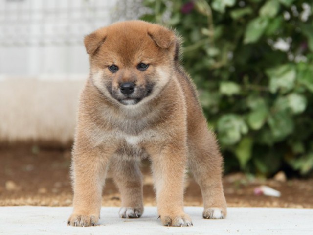 IMG_1664-shibainu-puppy