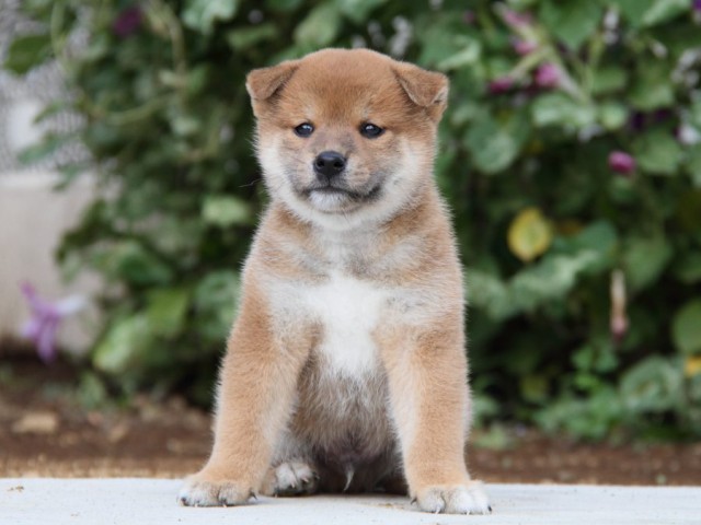 IMG_1693-shibainu-puppy