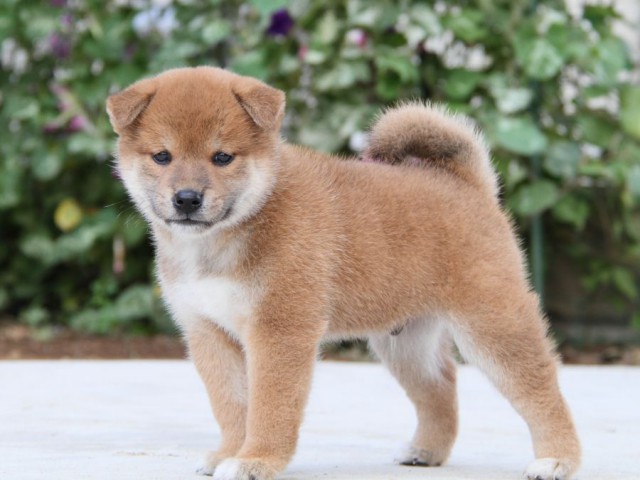 IMG_1730-shibainu-puppy