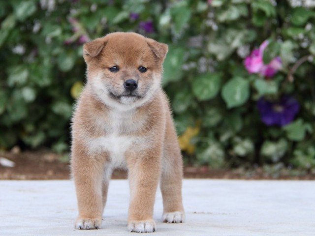 IMG_1762-shibainu-puppy