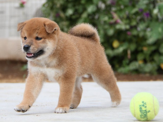 IMG_1780-shibainu-puppy