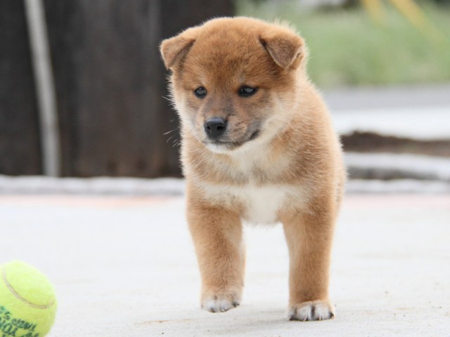 IMG_1820-shibainu-puppy