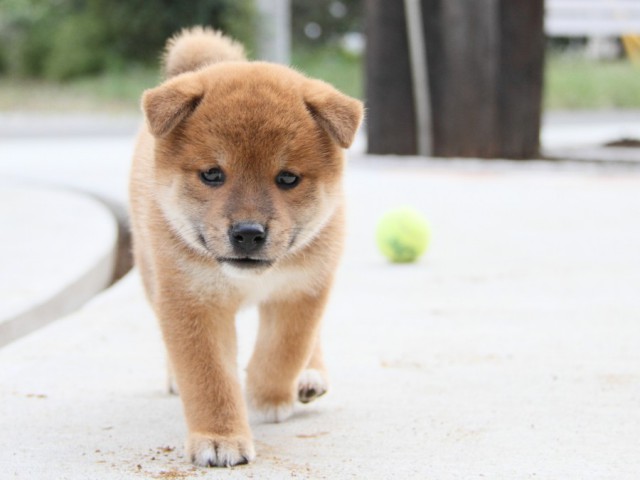 IMG_1832-shibainu-puppy