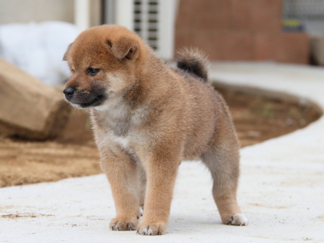 IMG_1869-shibainu-puppy