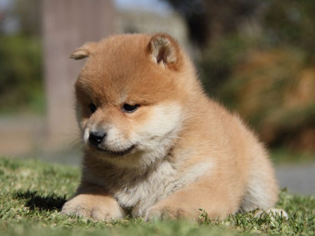 IMG_7402-shibainu-koinu