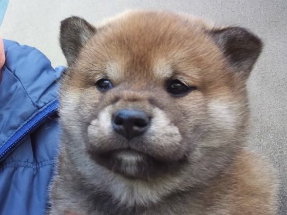 00000001-puppy