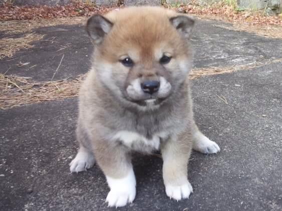 00000002-puppy