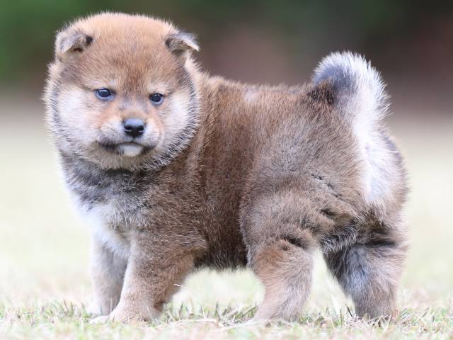 FP5A3433-puupy-shibainu