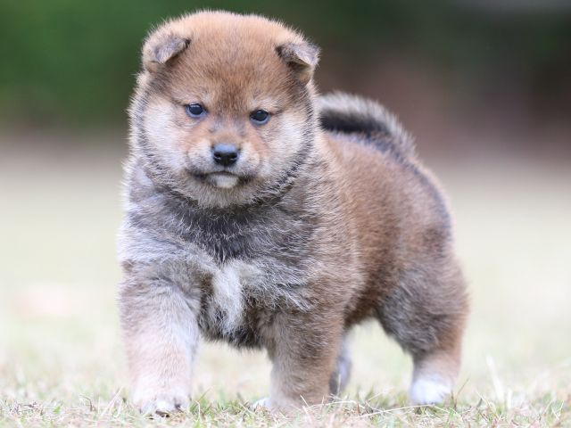 FP5A3445-puupy-shibainu