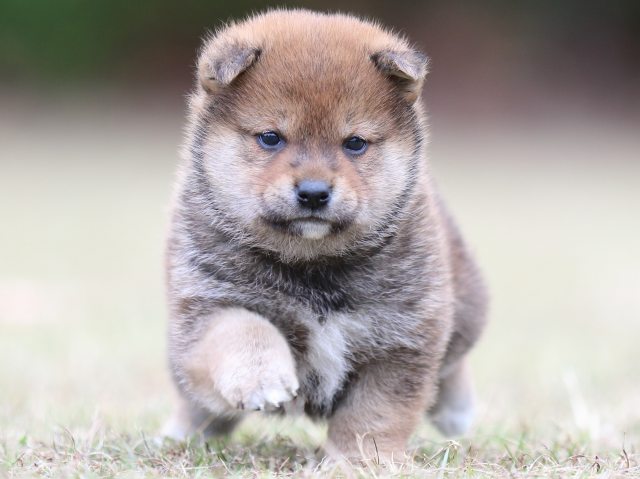 FP5A3446-puupy-shibainu