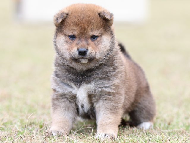 FP5A3491-puupy-shibainu