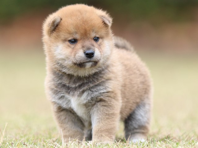 FP5A3508-puupy-shibainu