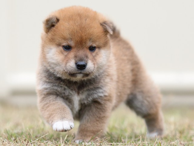 FP5A3547-puupy-shibainu