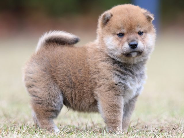 FP5A3558-puupy-shibainu