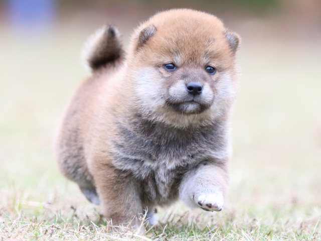 FP5A3692-puupy-shibainu