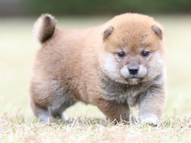 FP5A3708-puupy-shibainu