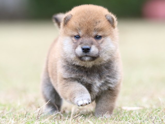 FP5A3717-puupy-shibainu