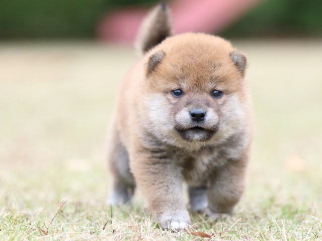 FP5A3723-puupy-shibainu