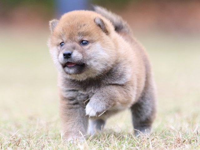 FP5A3734-puupy-shibainu