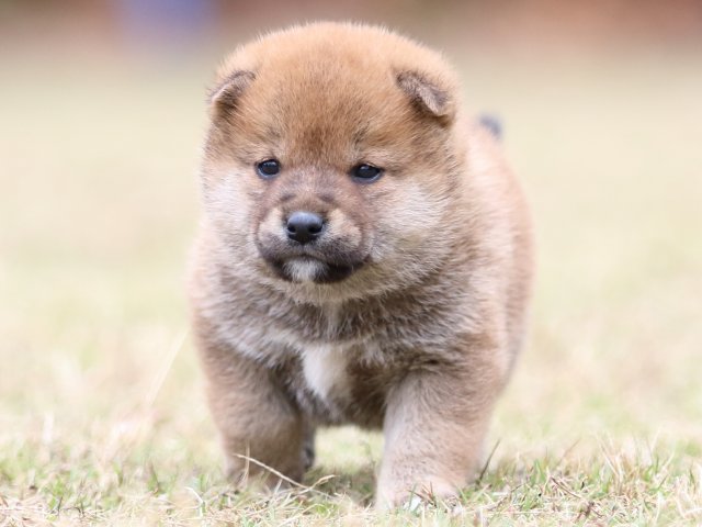 FP5A3819-puupy-shibainu