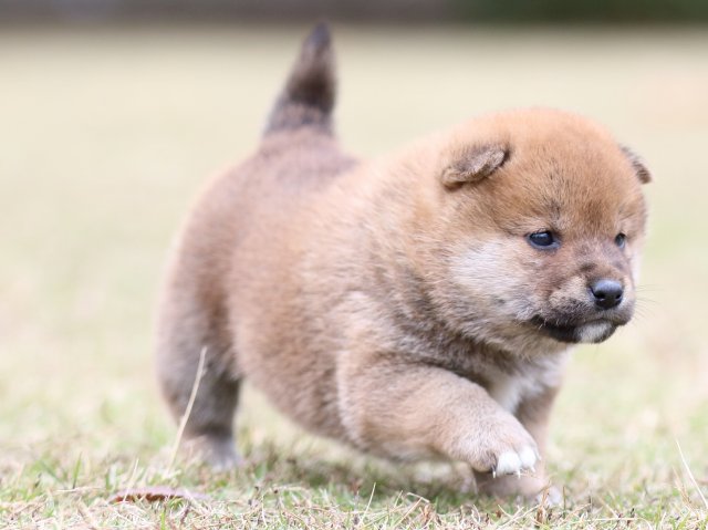 FP5A3848-puupy-shibainu