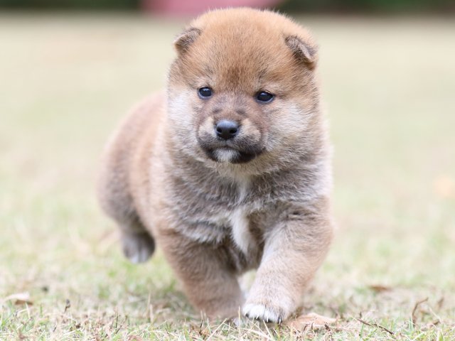 FP5A3854-puupy-shibainu