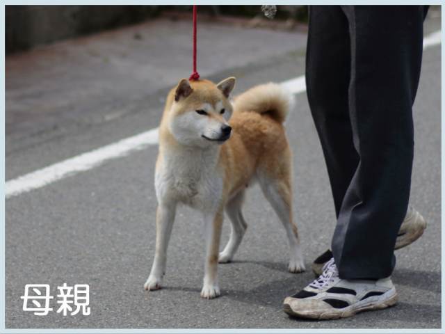 天領の希亜号