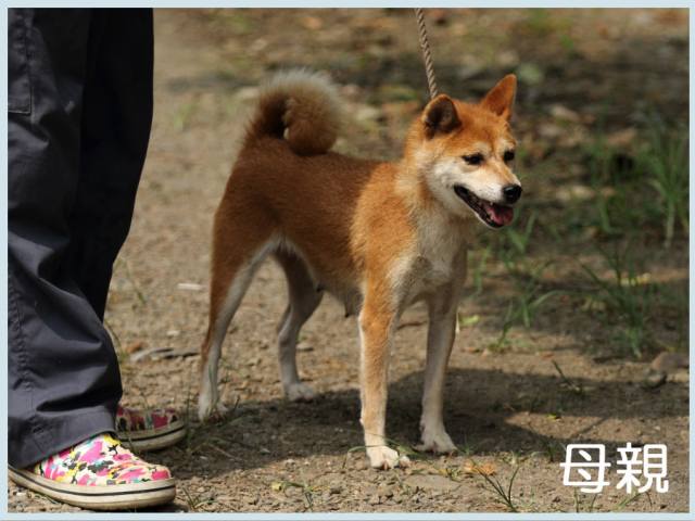 2015.6.14haha-shibainu