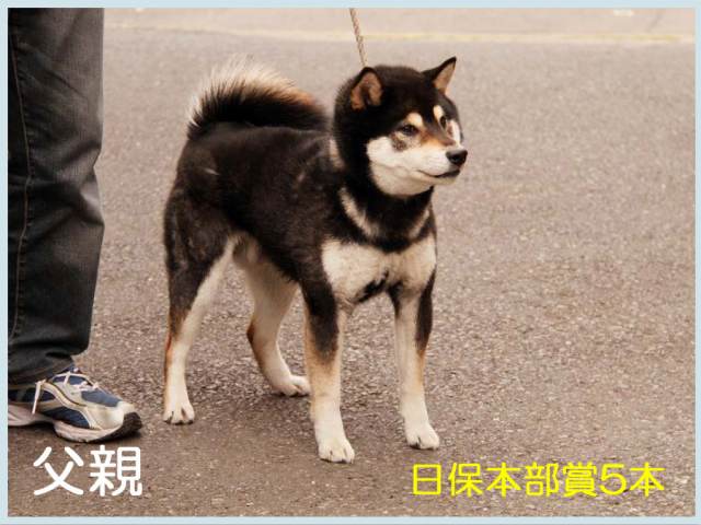 %e7%b7%91%e7%ab%9c%e5%8f%b71-shibainu