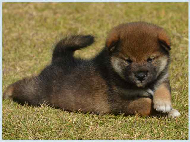 dsc_5643-puppy