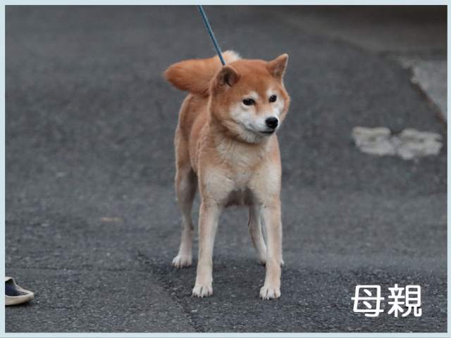 夜桜の天子号