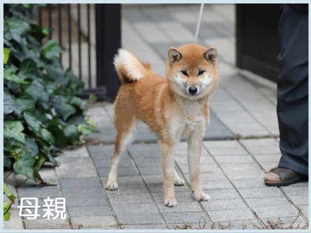 紅の恵号