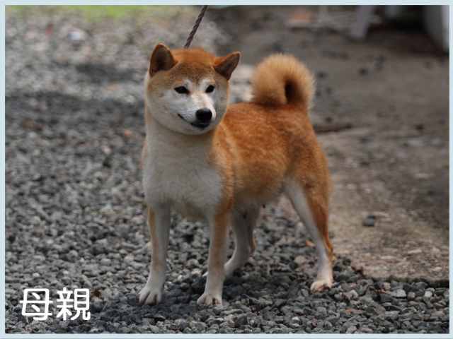 紅の咲姫号