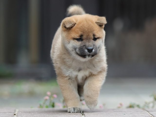 AI5I0422-puppy