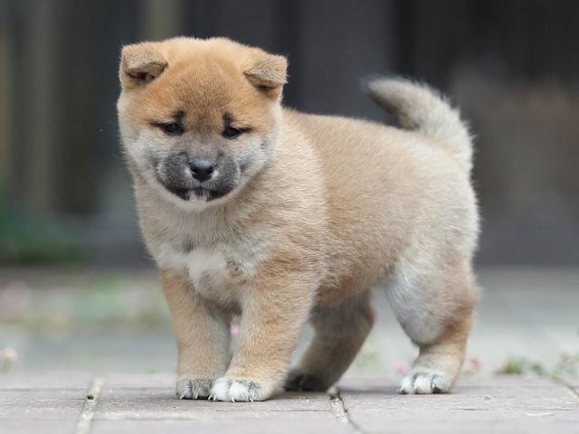 AI5I0431-puppy