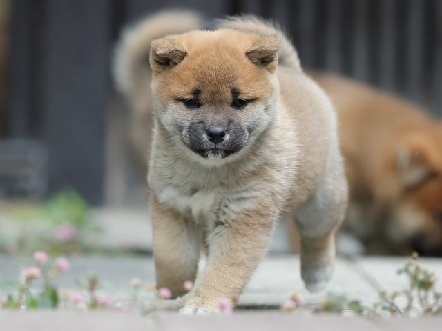 AI5I0437-puppy